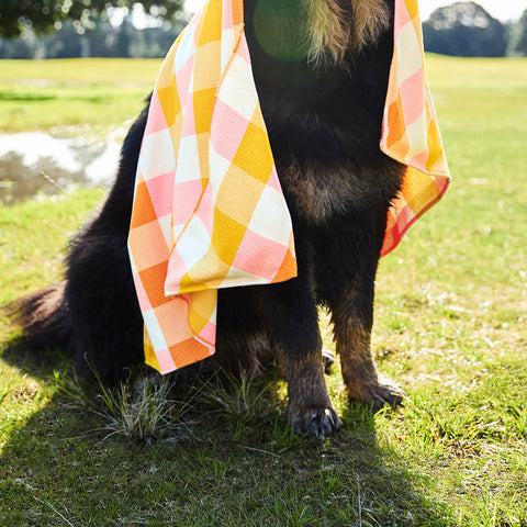 dock and bay towels dog