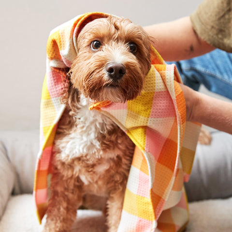 dock and bay dog towels